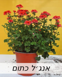 Created with GIMP