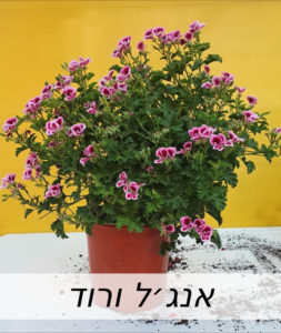 Created with GIMP