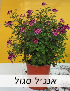 Created with GIMP